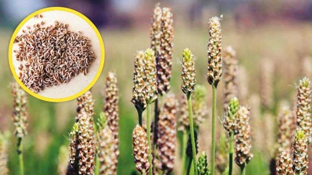 Psylliumun idmanla əlaqəsi və faydaları